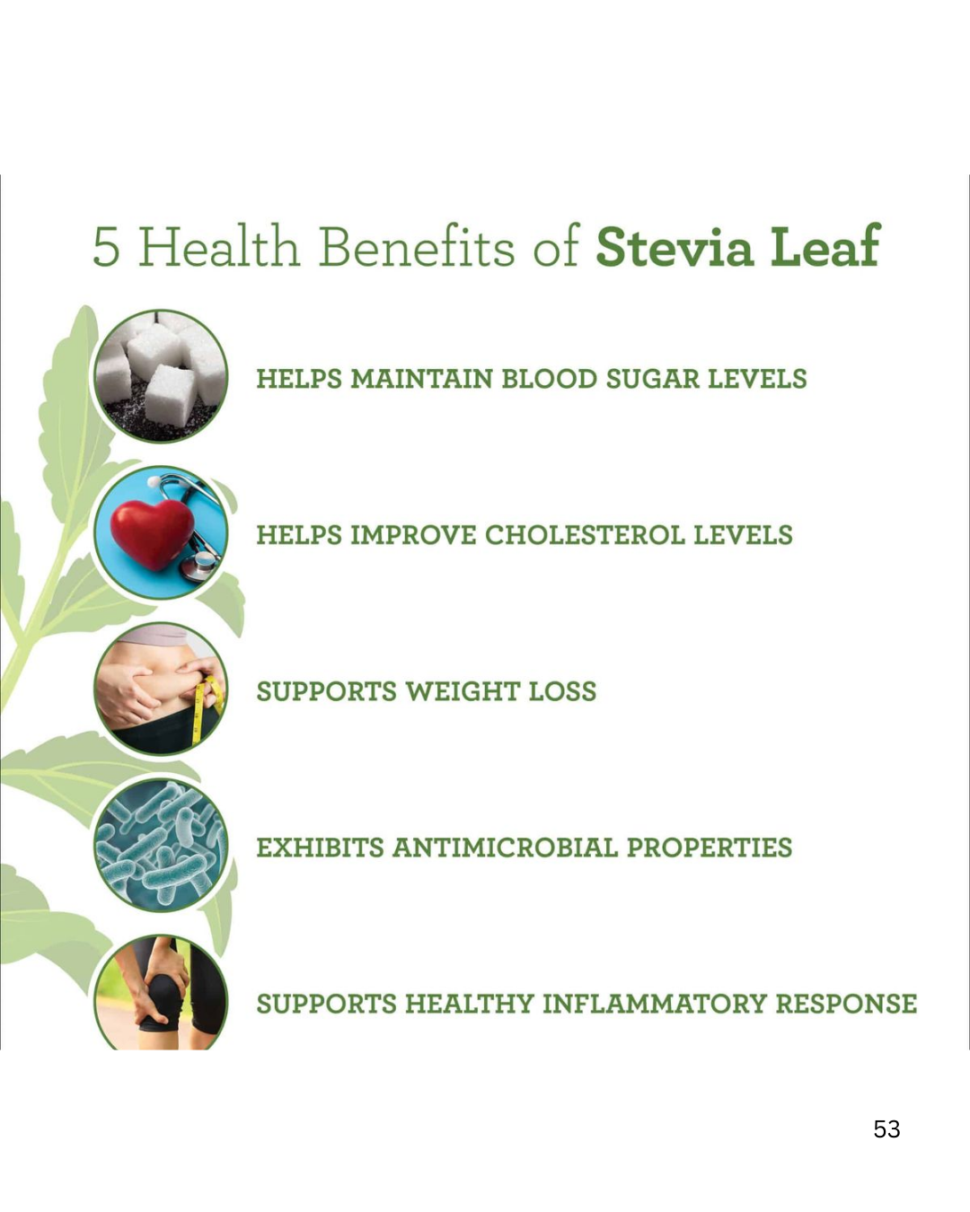 Stevia Leaves